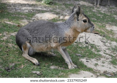 Pampas hare running around on a green meadow, Animal Park Bretten, Germany