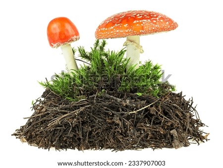 Pile of forest soil and green moss with mushrooms on a white background. Fly agaric mushrooms. Royalty-Free Stock Photo #2337907003