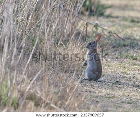 
rabbit posing looking to the side in the middle of nature