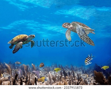Magnificent sea turtles swim towards each other over colorful fish swimming below