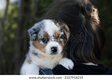 Beautiful juvenile male Blue Merle Australian Shepherd puppy being held over the shoulder of a young teen.