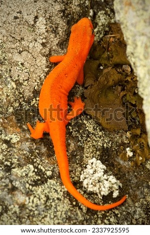 Bright orange Eastern newt, Notophthalmus viridescens, a salamander crawling along a moist rock on Mt. Kearsarge in Wilmot, New Hampshire.