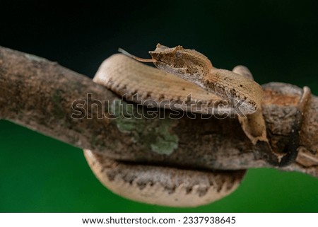 Trimeresurus brongersmai pit viper snake, native to Mentawai islands, natural bokeh background