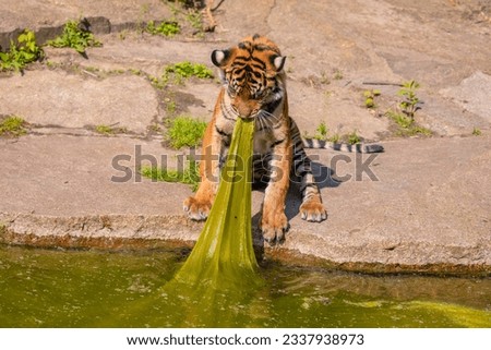 tiger cub plays with a large bed of seaweed. Big and wild animals in zoo conzept