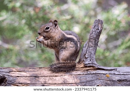 Golden Mantle Ground Squirrel on a log