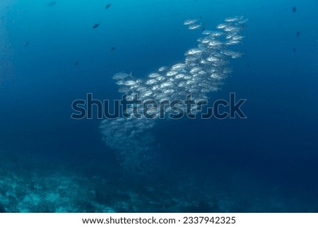 Herring scads during dive in Raja Ampat. Alepes vari are swimming in the shoal. Rich marine ecosystem in Indonesia. Exotic diving on the coral reef. Royalty-Free Stock Photo #2337942325