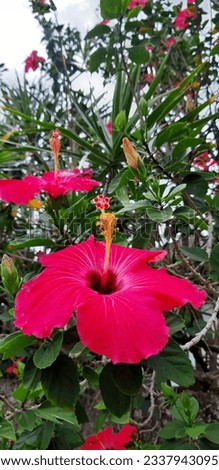 Beautiful hibiscus flower with vivid colors, brightening and filling the environment with life.