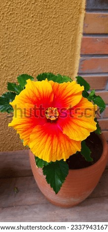 Beautiful hibiscus flower with vivid colors, brightening and filling the environment with life.