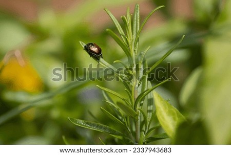 Japenese Beetle on a Rosemary plant