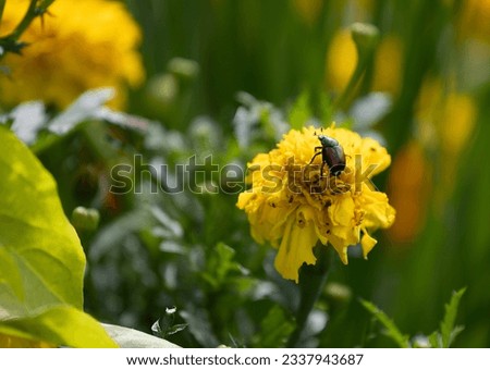 Japenese Beetle eating a Marigold plant