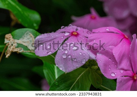 Macro shot of flowers with water droplets and nature