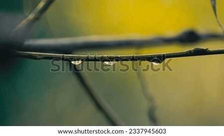 Three water droplets hanging on tree branch with green blue background Royalty-Free Stock Photo #2337945603