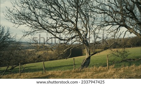 Bent gnarled old-looking tree on grassy hill with cloudy background Royalty-Free Stock Photo #2337947425