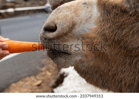 Close up headshot portrait of a mule or donkey with big personality in Fuerteventura, Canary Islands, on the side of the road, eating a carrot a tourist is feeding him. 