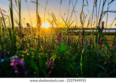 Sunset sun in meadow grasses