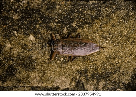 view from the top, Lethocerus deyrollei, giant, cockroach, water cockroach, insect, Lethocerus patruelis, big, Lethocerus, white background,  jackstraw, feeler, predator, animal, isolated
 Royalty-Free Stock Photo #2337954991