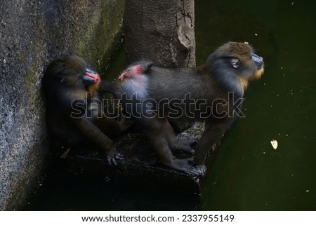 Mandrills or shamanic monkeys have an exotic color for male loudspeakers, with pink, purple, blue and green colors. And are colonies or groups, these monkeys often gather in search of food
