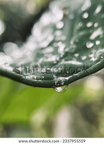Kerala rain season. A Drop of water picture