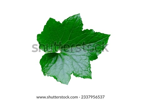 Winter melon green leaf isolated on white background with clipping path  Royalty-Free Stock Photo #2337956537