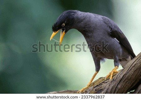 A Javan Myna gracefully perched against a lush green background, embracing the beauty of the natural world. With its striking black plumage and vibrant yellow eye-patches
