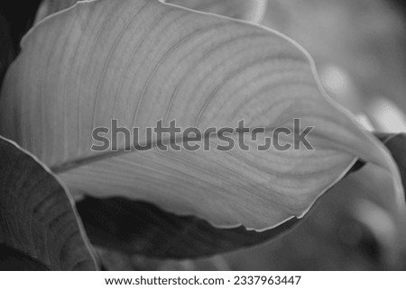 close-up of a leaf, close-up of the leaf, banana leaf, black and white image
