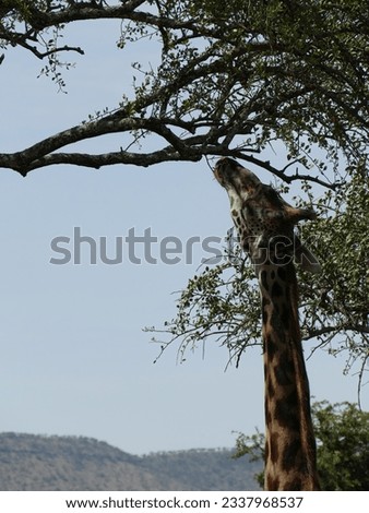 Maasai Giraffe  ( Giraffa tippelskirchi ) Family-order - Giraffidae Artiodactyla and acacia tree, Serengeti National park, Tanzania, Africa Royalty-Free Stock Photo #2337968537