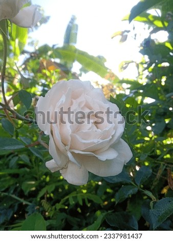 Rose flower set of blooming plant. Garden white isolated icon of white blossom, petal and bud with green stem and leaf for romantic floral decoration, wedding bouquet and valentine greeting card