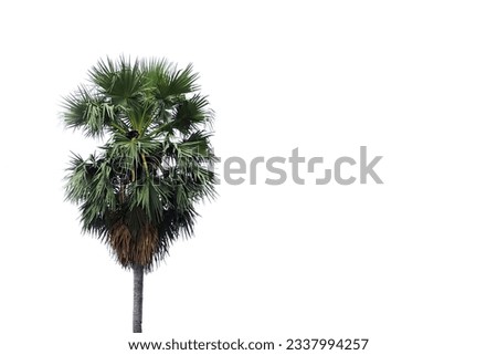 photo of a sugar palm tree on white background