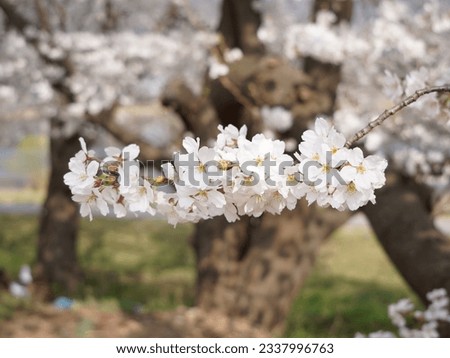 It's a beautiful scenery picture with cherry blossoms in full bloom.