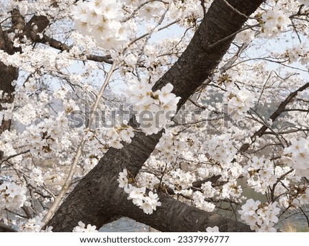It's a beautiful scenery picture with cherry blossoms in full bloom.