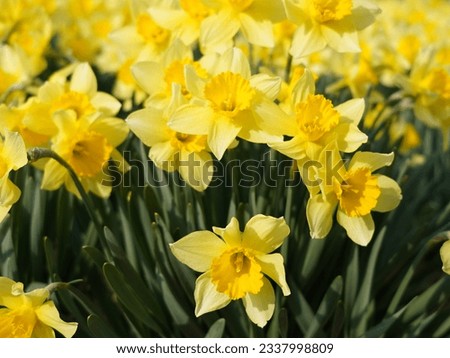 It's a beautiful landscape picture with daffodils in full bloom.