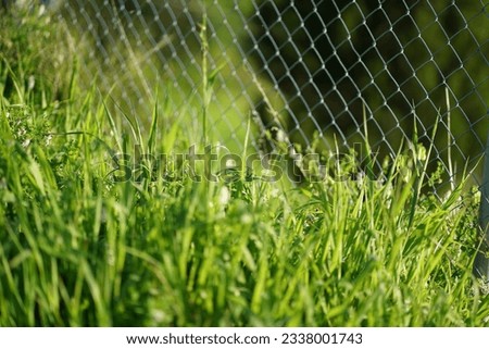 A pleasant sunny backyard with green grass and Chain Link fence... High quality photo