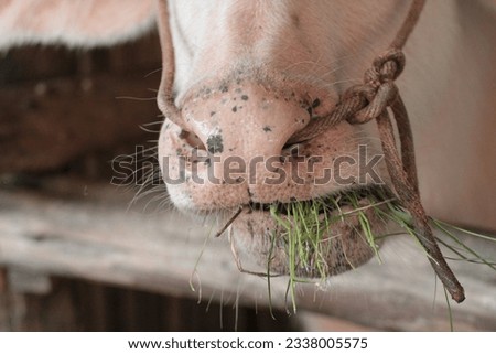 
close up photo of albino buffalo Eating fresh grass, green leaves
