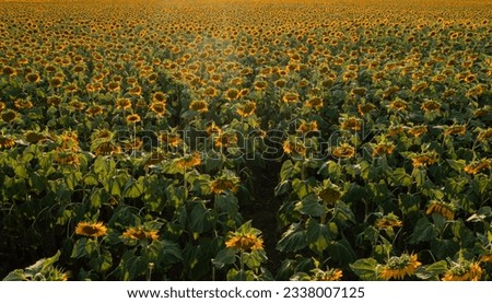 Aerial photo birds eye view over a massive field of sunflower plants. Sunflower agriculture industry concept photo, source for the most used cooking oil in the world. Drone moving down.