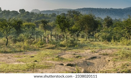 The  family of spotted deer axis graze in a clearing in the jungle among green trees. Mountains against the blue sky. India. Sariska National Park Royalty-Free Stock Photo #2338020111