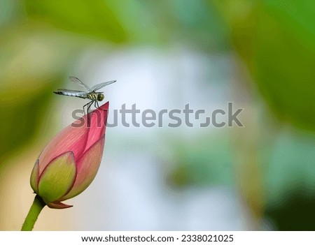 A dragonfly landed on a beautiful pink lotus bud in the lotus pond. background is blurred green lotus pond. 