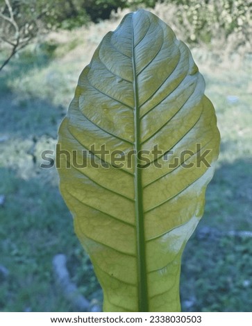 Vibrant flower, green foliage, intricate leaf veins. Natural beauty, serene environment.