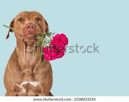 Cute brown puppy and bright flowers. Close-up, indoors. Studio shot. Congratulations for family, relatives, loved ones, friends and colleagues. Pets care concept