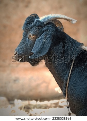 a picture of a village goat