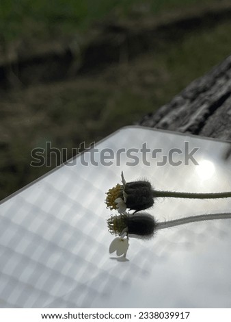 Reflection of a wild daisy flower on a mirror with blurry background