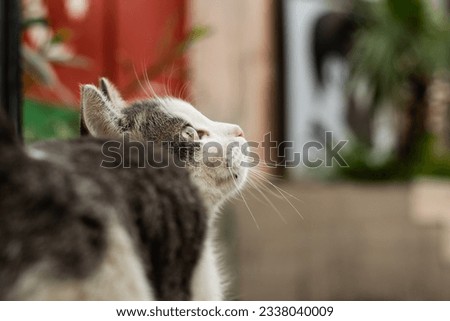 Street cats, Azerbaijani cats, wild cats