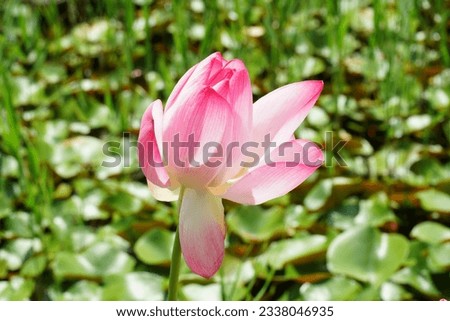 Lotus Flower and Leaf Pictures