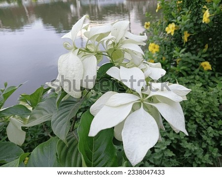 Beautiful white colour flower in the garden