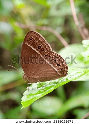 natural nature butterfly photographer on a leaf