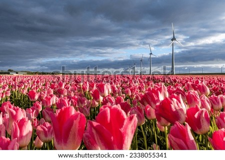 field with rose pink triumph tulips (variety ‘Dynasty’) in Flevoland, Netherlands Royalty-Free Stock Photo #2338055341