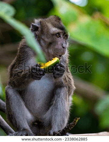 Family of cebus olivaceus monkeys, in the trees training to eat - PHILIPPINES - VG