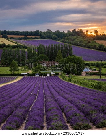 Lavender fields of Castle farm nestled in the idyllic Kent downs near Shoreham south east England UK Royalty-Free Stock Photo #2338071919