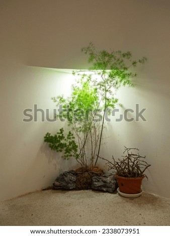 Interior design of coffee shop, green plant and lighting on the corner agaist the wall.
