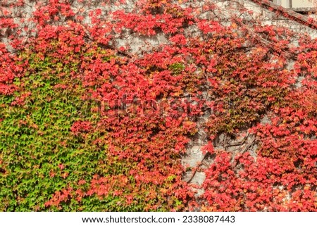 Red leaves of wild grapes on a wall at autumn