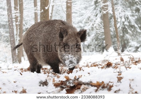 European wild boar in winter forest